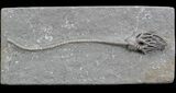 Cyathocrinites Crinoid With Long Stem - Crawfordsville #35043-1